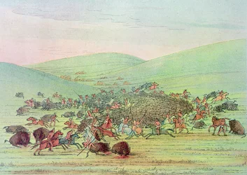 Minatarees greifen Büffel zu Pferd an